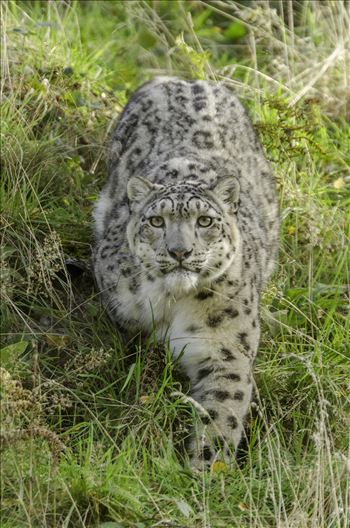 A photograph of a snow leopard staring straight at me as it approached from the hill above.