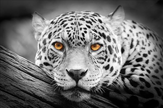 A black and white photograph of a Jaguar with the eyes left in colour.