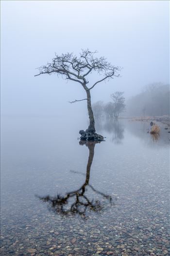 A photograph of Milarrochy Bay Loch Lomond taken on a cold misty December afternoon.