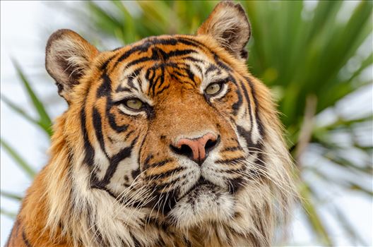 A photograph of a Sumatran Tiger.