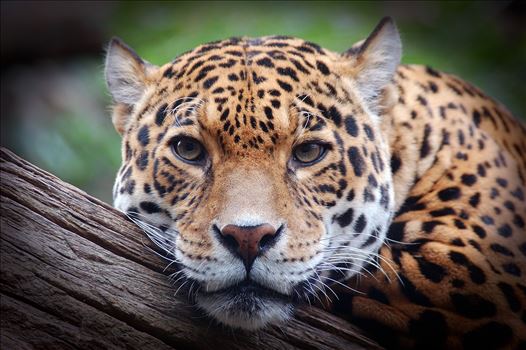 Photograph of a Jaguar staring straight at me.